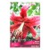 Lilies from hybrids Miss Fei, 14/16 rr, 2 pcs. 110 h (cm), autumn 2024