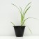 Hybrid Lileynik "Barbara Mitchell", pot C3, 1 pc, spring 2024