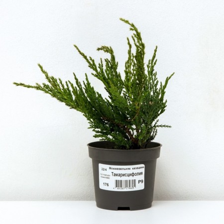 Juniper Cossack "Tamariscifolia", P9, 1pc, h 3-20 cm, spring 2024