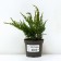 Juniper Cossack "Tamariscifolia", P9, 1pc, h 3-20 cm, spring 2024