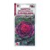 Flowers Cabbage "Kamoma Pink", 5 pcs