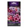Flowers of cloves "Diana Pikoti Mix" 10 pcs