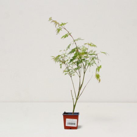 Dlanical maple seedlings/fan "Emerald Lace", pot P9, Summer 2024-2
