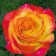 Rose Summer, Spring 2024, 1 pc.
