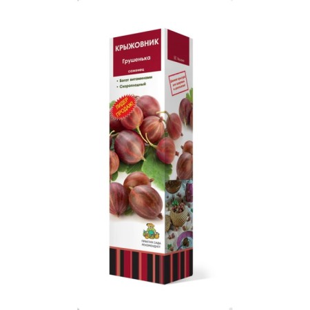 Gooseberry "Grushenka" 1 pc, tube, spring 2025-2