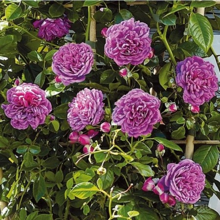 Seedling rose Starlet Rose Melin, Plesy, pot 2 l., Summer 2024