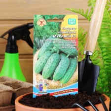 Seeds Cucumber Ant F1 10 pcs