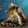 The piggy bank "Snake with a bag" Black gold, 25x27x23cm