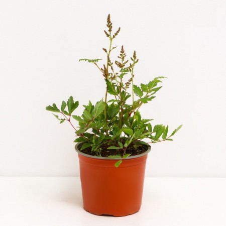 Astilba hybrid rapberry, C1.5 pot, H10-50 height, 1 pc, summer 2024-1