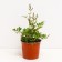 Astilba hybrid rapberry, C1.5 pot, H10-50 height, 1 pc, summer 2024