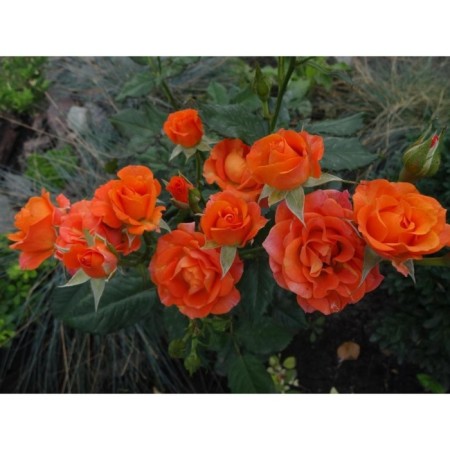Seedling rose spray "Alegria", tube, 1 pc, spring 2025