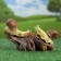 Garden figure "Snails-feeders" 24x15x14cm