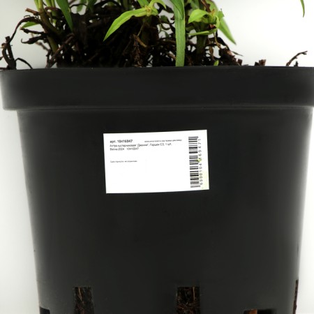 Shrub Astra "Jenny", pot C3, 1 pc, Spring 2024-3