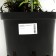 Shrub Astra "Jenny", pot C3, 1 pc, Spring 2024