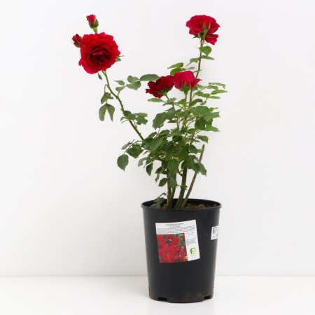 PLAIT ROSA SITSED, C3.5 pot, H25-45 Height, 1 pc, summer 2024-1