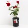 PLAIT ROSA SITSED, C3.5 pot, H25-45 Height, 1 pc, summer 2024