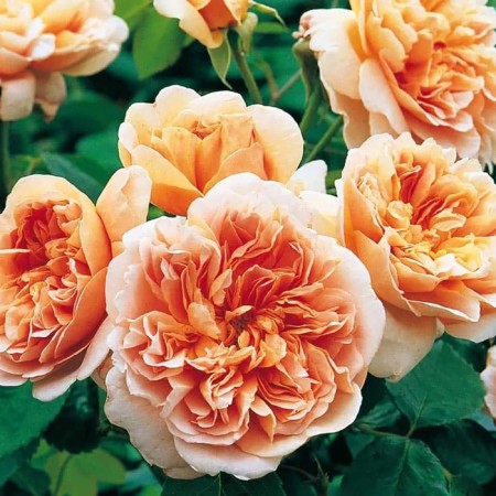 Seedling rose "Ty Clipper", tube, spring 2025