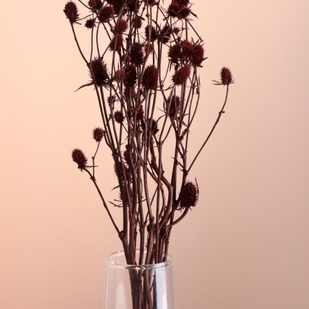 A set of dried flowers "Eringium", ban 5 pcs, length 50 (+/- 6 cm), terracotta-1