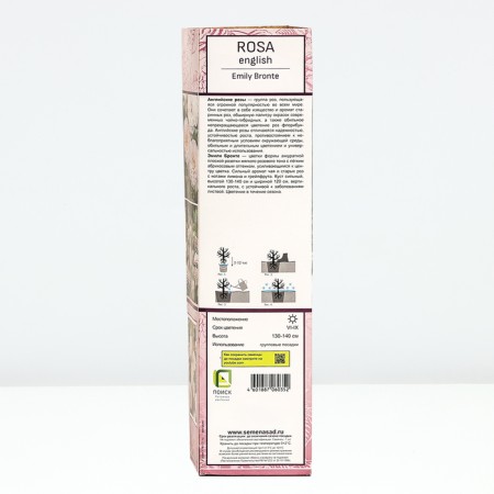 Seedling rose English park "Emily Bronte", tube, 1 pc, spring 2025-2