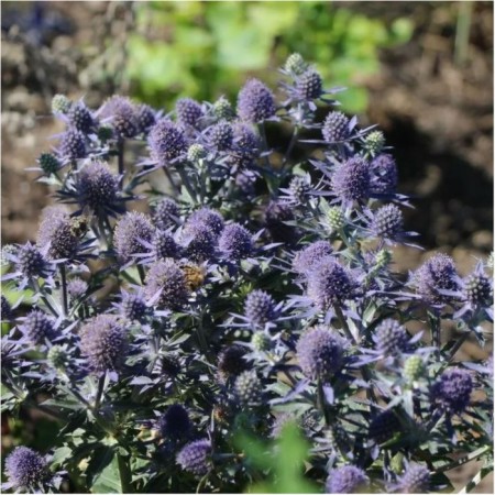 Blue -headed flathead blau zverg, pot C3, 1 pc, summer 2024
