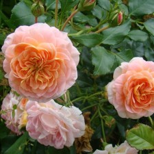 Seedling rose 
