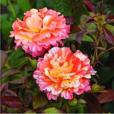 Seedling rose Floribunda 