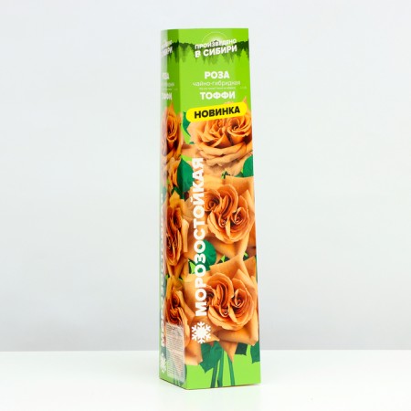 Seedling rose tea-hybrid tuffy, 1 pc, spring 2024-1