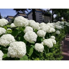 Savorite hydrangea tree 