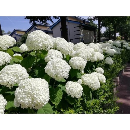 Savorite hydrangea tree "Annabelle", a pot of C3, summer 2024