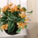 Bonsai in the pot "Maranta" (on the suspension) 9x15 cm, mix