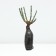 Seedling rose Plesy "Pierre de Ronsar", tube, 1 pc, spring 2025
