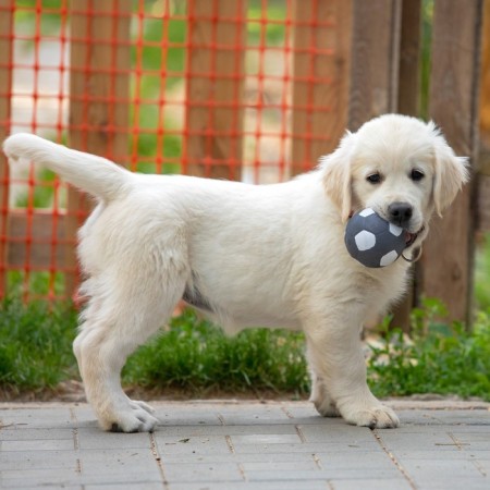 Bruttail toy for dogs from latex "Football", 7 cm, gray-3