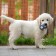 Bruttail toy for dogs from latex "Football", 7 cm, gray