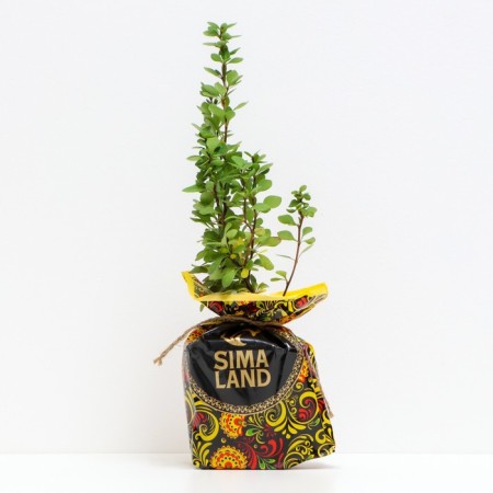 Seedling barbaris PAU WAU, pot P9, summer 2024-1