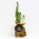 Seedling barbaris PAU WAU, pot P9, summer 2024