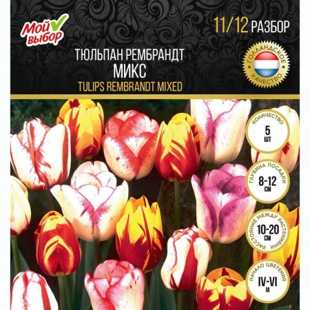Tulip Rembrandt Mix, river 11/12, 5 pcs, autumn 2024-3