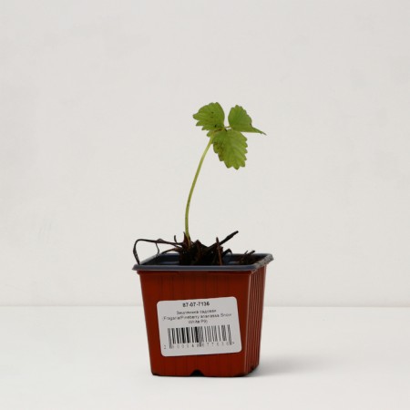Garden strawberry seedling "Snow White", P9 pot, summer 2024-2