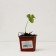 Garden strawberry seedling "Snow White", P9 pot, summer 2024