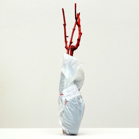 Grape seedling "Transfiguration", 1 pc, spring 2024-3