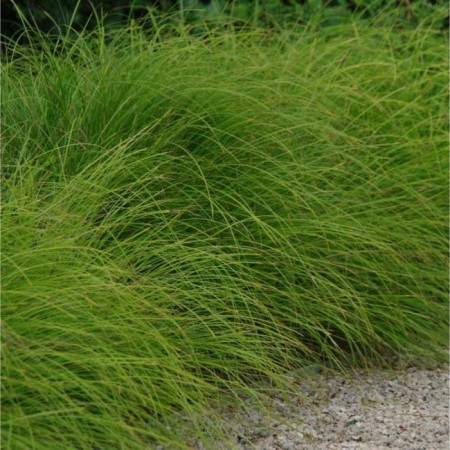 Seduka smooth -oca, pot p9, 1 pc, spring 2024