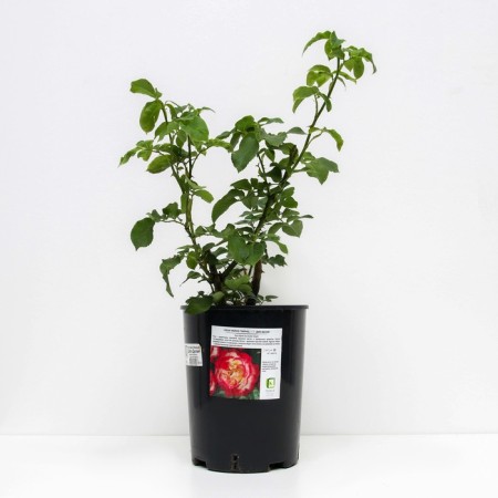 Rose Tea-Hibride Dabble Delate, C3.5 pot, H25-45 height, 1 pc, summer 2024-1
