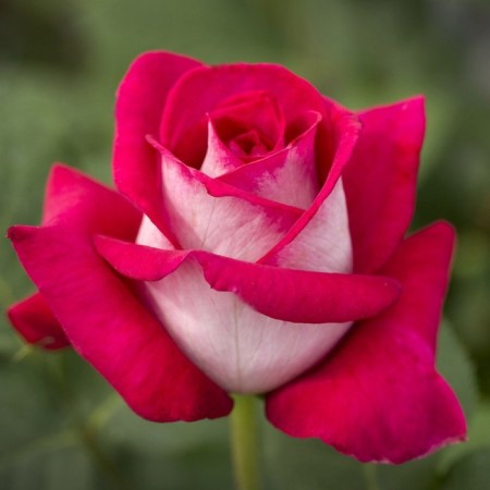 Seedling rose Monica Bellucci, Hybrid Tea, Pot 2 l., Summer 2024