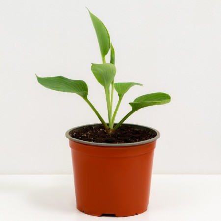 Host Hybrid Blue Ambrells, C3 Pot, H10-50 Height, 1 pc, Summer 2024-1