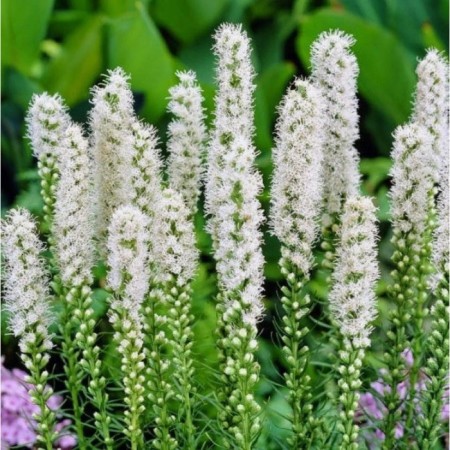 Liatris Koloskaya Alba, pot C2, 1 pc, summer 2024