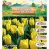 Tulip Triumph Strong Gold, rr 11/12, 5 pcs, autumn 2024