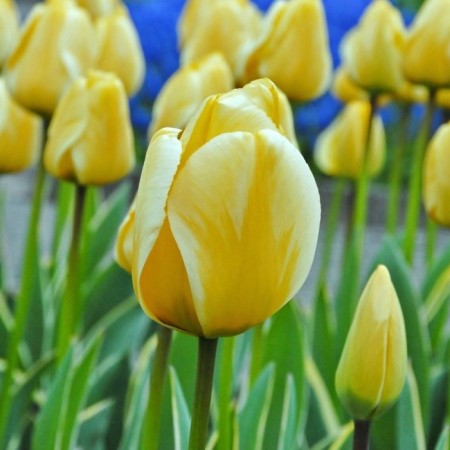 Tulip Darwin Hybrid Jap Grot, Rr 12+, 3 pcs, Economy, autumn 2024
