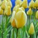 Tulip Darwin Hybrid Jap Grot, Rr 12+, 3 pcs, Economy, autumn 2024