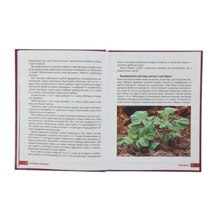 Potatoes and cabbage. Harvest secrets from Oktyabrina Ganichkina. Ganichkina O.A.-2