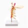 Layout "spine. Cervical section" 15*14cm