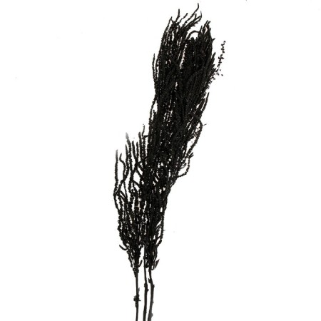 Dry flowers of amaranth, 100 g, sheet size: from 50 to 60 cm, black color-2